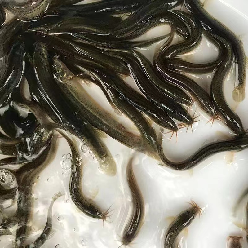 【推荐】真泥鳅苗/水花/全国包邮