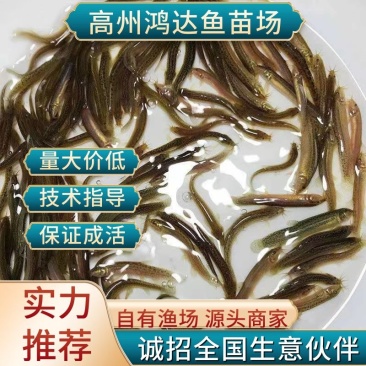 【推荐】泥鳅苗/水花/本地泥鳅/台湾泥鳅全国包邮