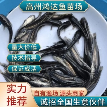 【推荐2023杂交大口鲶苗塘角鱼苗埃及鱼苗塘三黄塘鲺鱼苗
