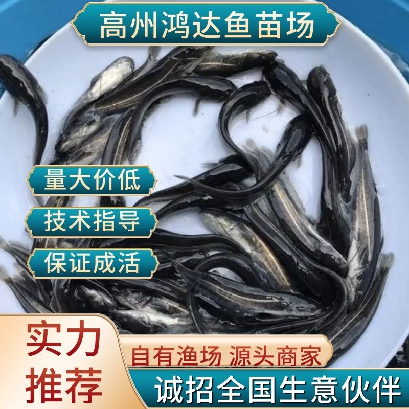 【推荐2023杂交大口鲶苗塘角鱼苗埃及鱼苗塘三黄塘鲺鱼苗