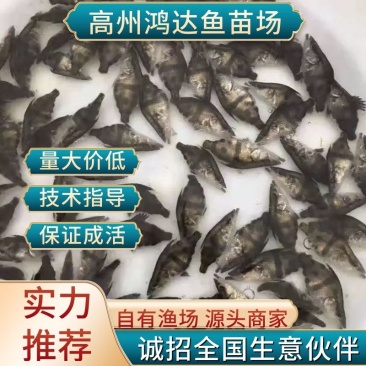 【推荐】2023鳜鱼苗/桂花鱼苗/翘嘴鳜超低价全国包邮