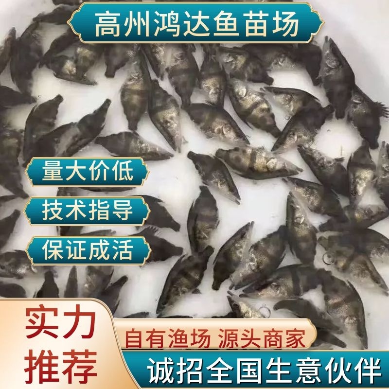 【推荐】2023鳜鱼苗/桂花鱼苗/翘嘴鳜超低价全国包邮