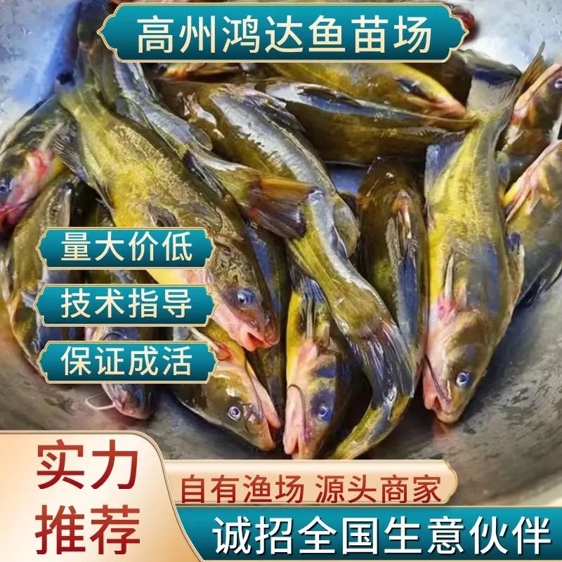 【推荐】黄骨魚-杂交黄骨苗提供优质的鱼苗量大从优欢迎仪价