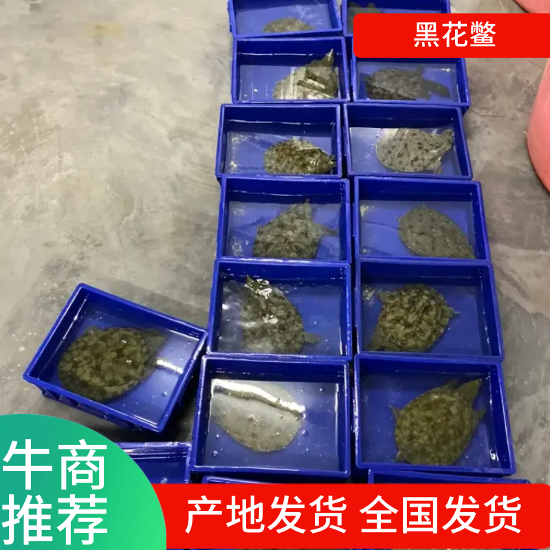 广东精挑外塘生态甲鱼黑花鳖1.5-4斤包邮运到包活