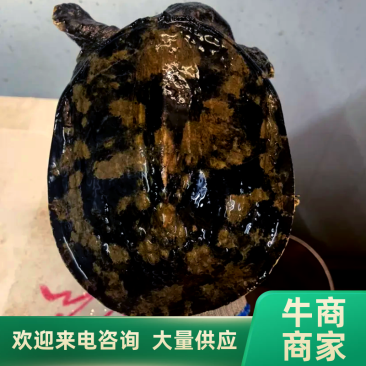 广东甲鱼鳖1～4斤顺丰包邮独个包装欢迎订购