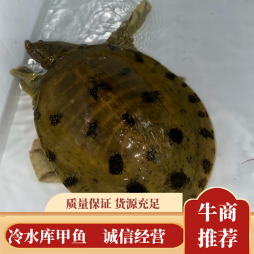 广东冷水库甲鱼鳖顺丰包邮包活欢迎采购