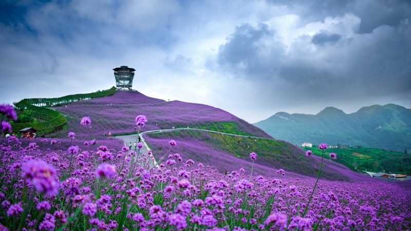 柳叶马鞭草种子多年生宿根草花种子景观绿化花海婚纱摄影观花