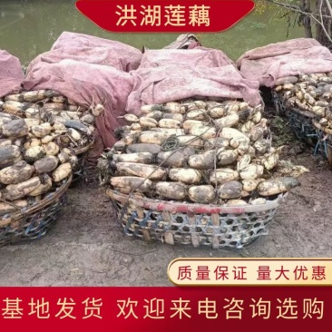 莲藕3735洪湖莲藕粉藕质量保证可视频在线观看欢迎咨询