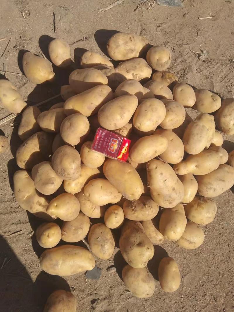 黄心土豆大量上市产地发货量大从优欢迎来电