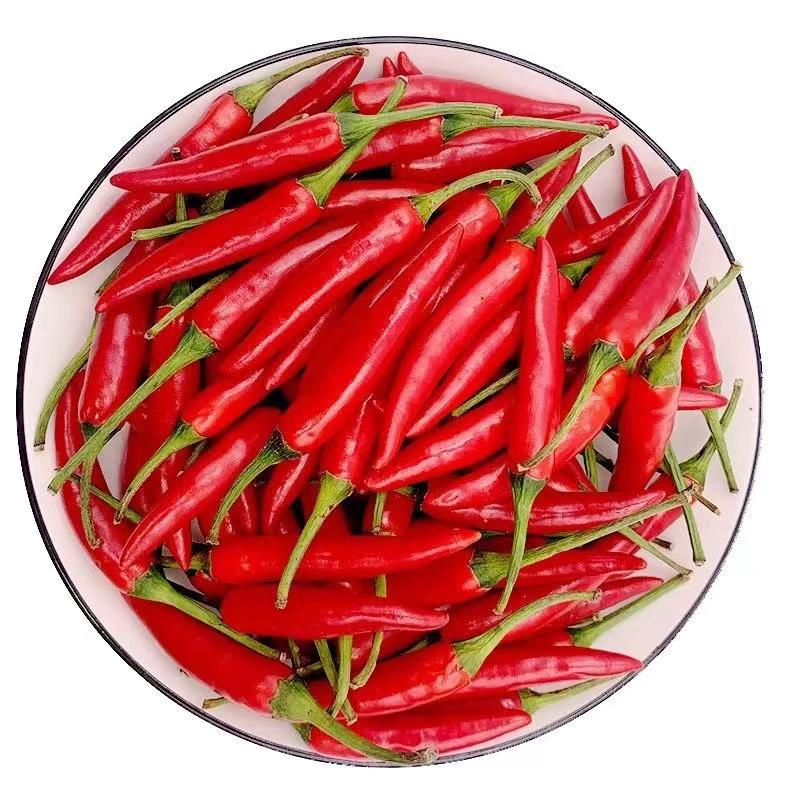 广西玉林博白的小米椒开始大量上市，颜色好，红度够，
