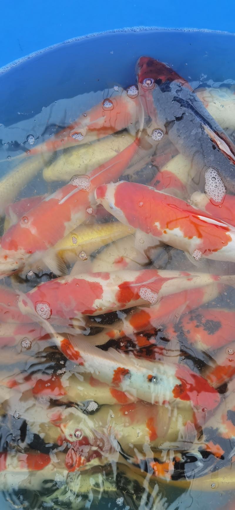 锦鲤观赏鱼精品锦鲤1.5到2斤左右塘口交货，包活不包邮