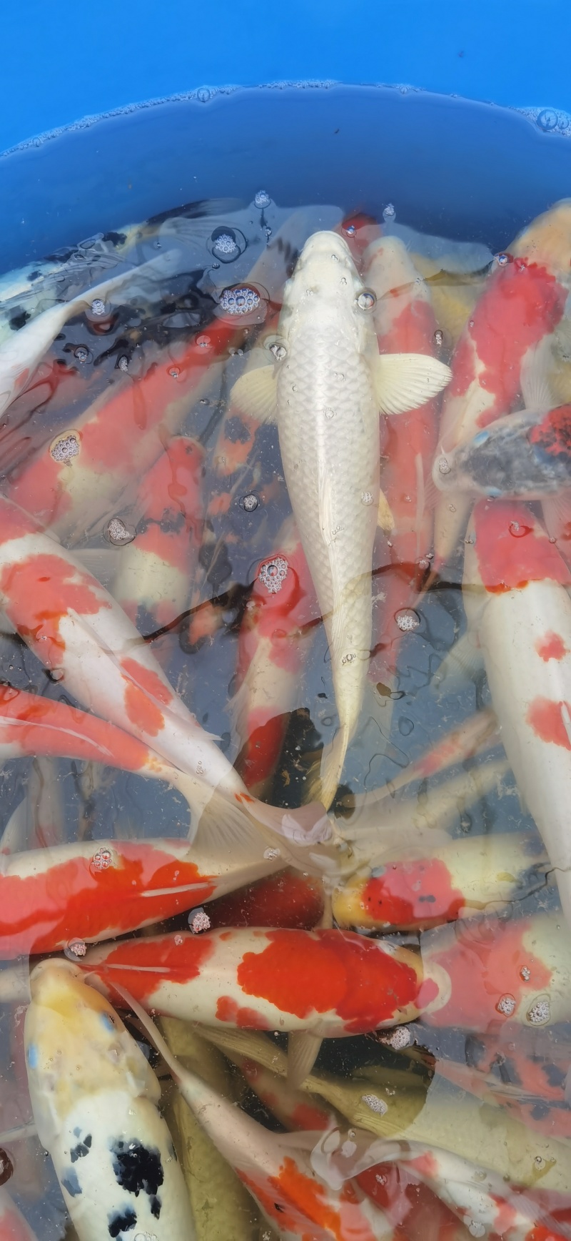 锦鲤观赏鱼精品锦鲤1.5到2斤左右塘口交货，包活不包邮