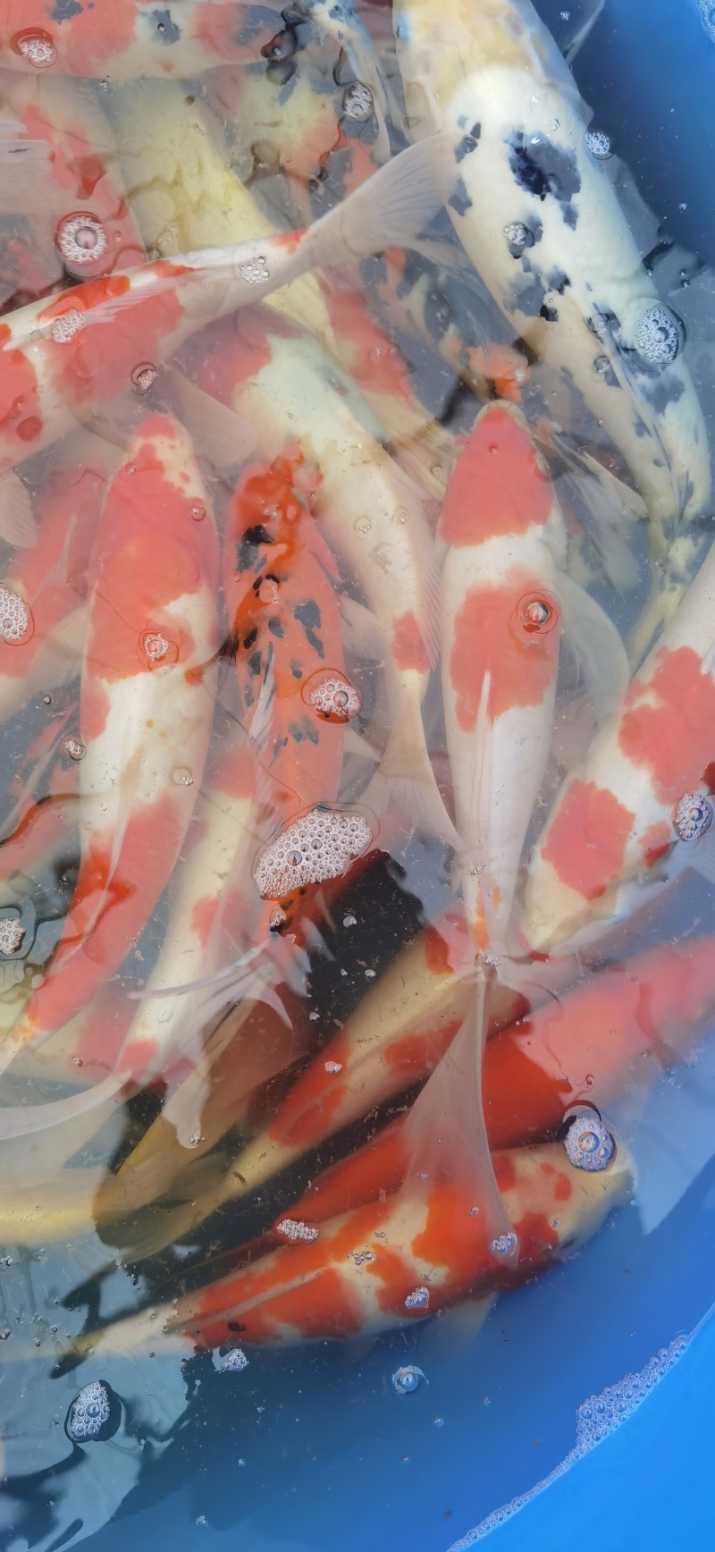锦鲤观赏鱼精品锦鲤1.5到2斤左右塘口交货，包活不包邮