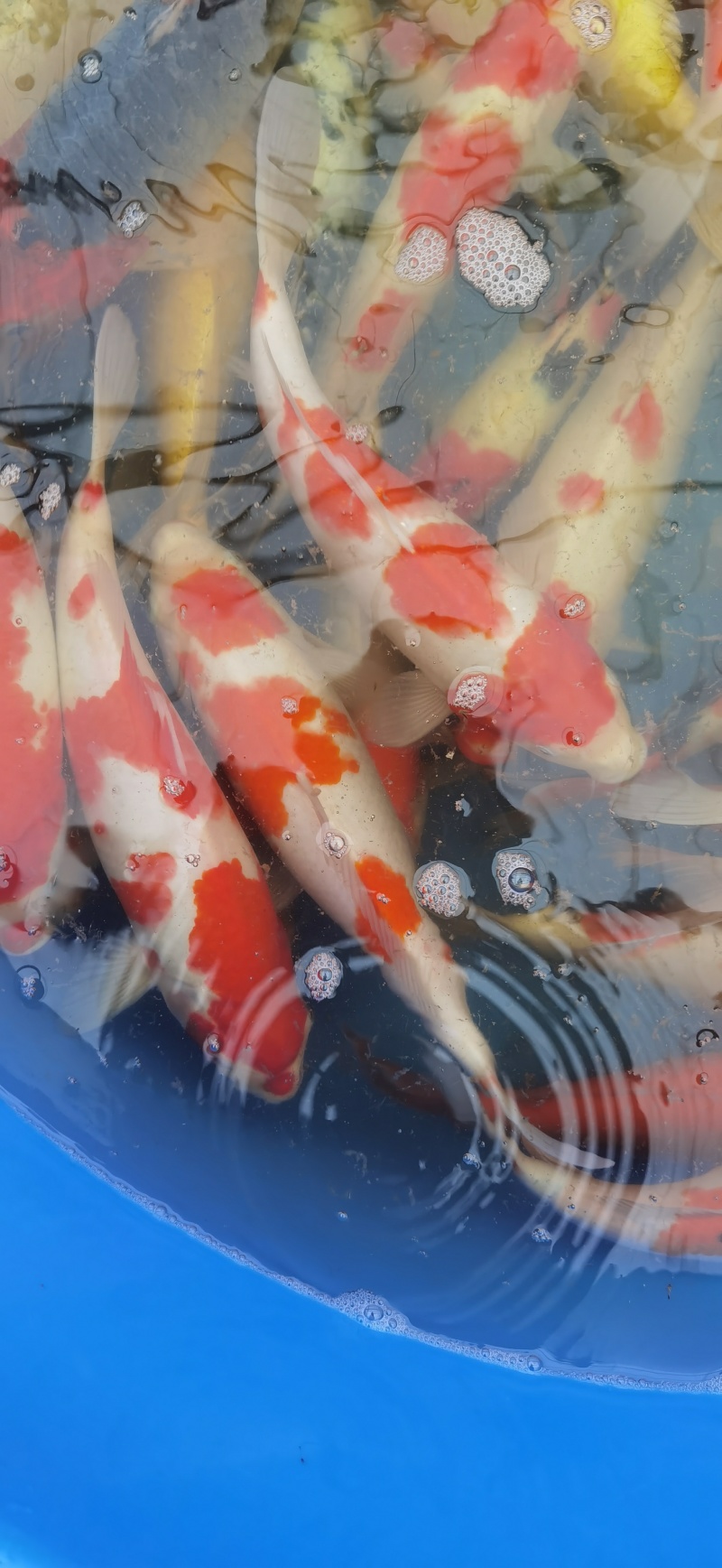 锦鲤观赏鱼精品锦鲤1.5到2斤左右塘口交货，包活不包邮