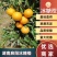 冰糖橙社区团购正级小果，湖南麻阳冰糖橙品质保证