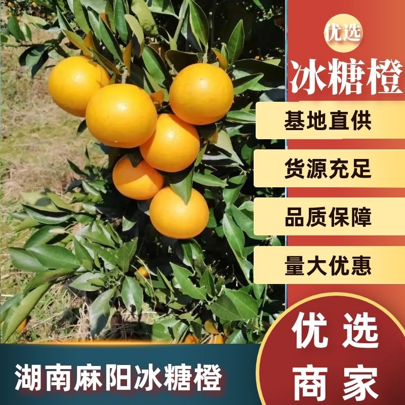 冰糖橙社区团购正级小果，湖南麻阳冰糖橙品质保证