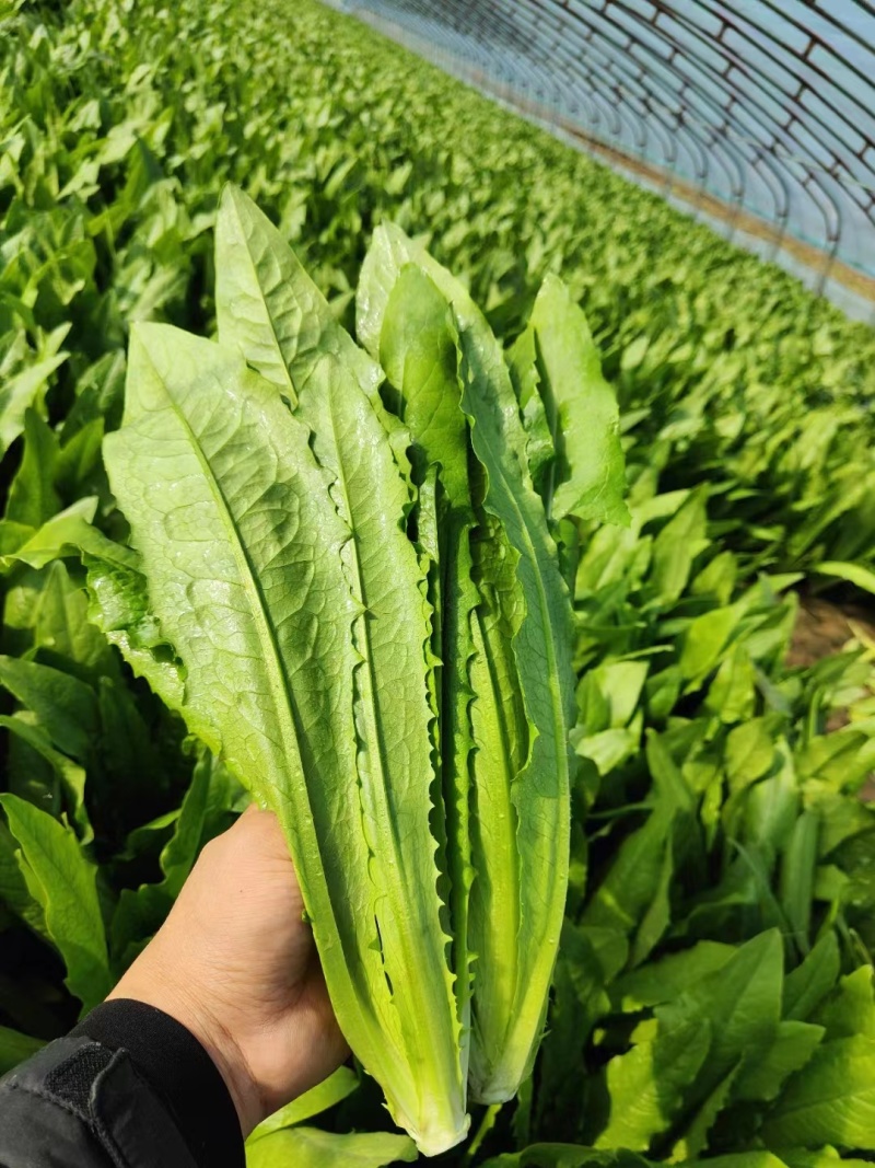 油麦菜基地供货一手货源供应商超品质保证欢迎采购