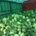 苤蓝四川德阳苤蓝疙瘩菜大头菜四川产地发货