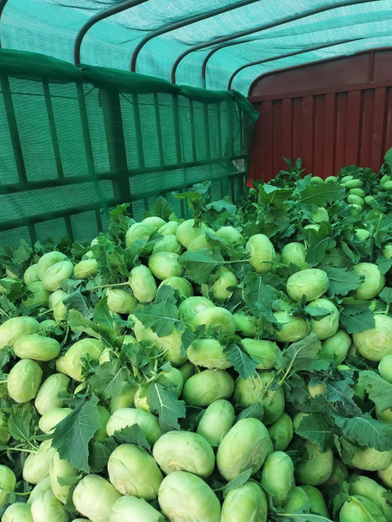 苤蓝四川德阳苤蓝疙瘩菜大头菜四川产地发货