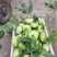 苤蓝四川德阳苤蓝疙瘩菜大头菜四川产地发货