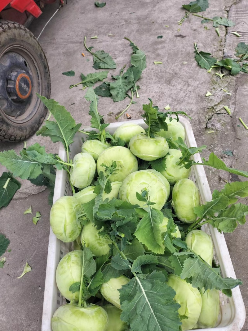 苤蓝四川德阳苤蓝疙瘩菜大头菜四川产地发货