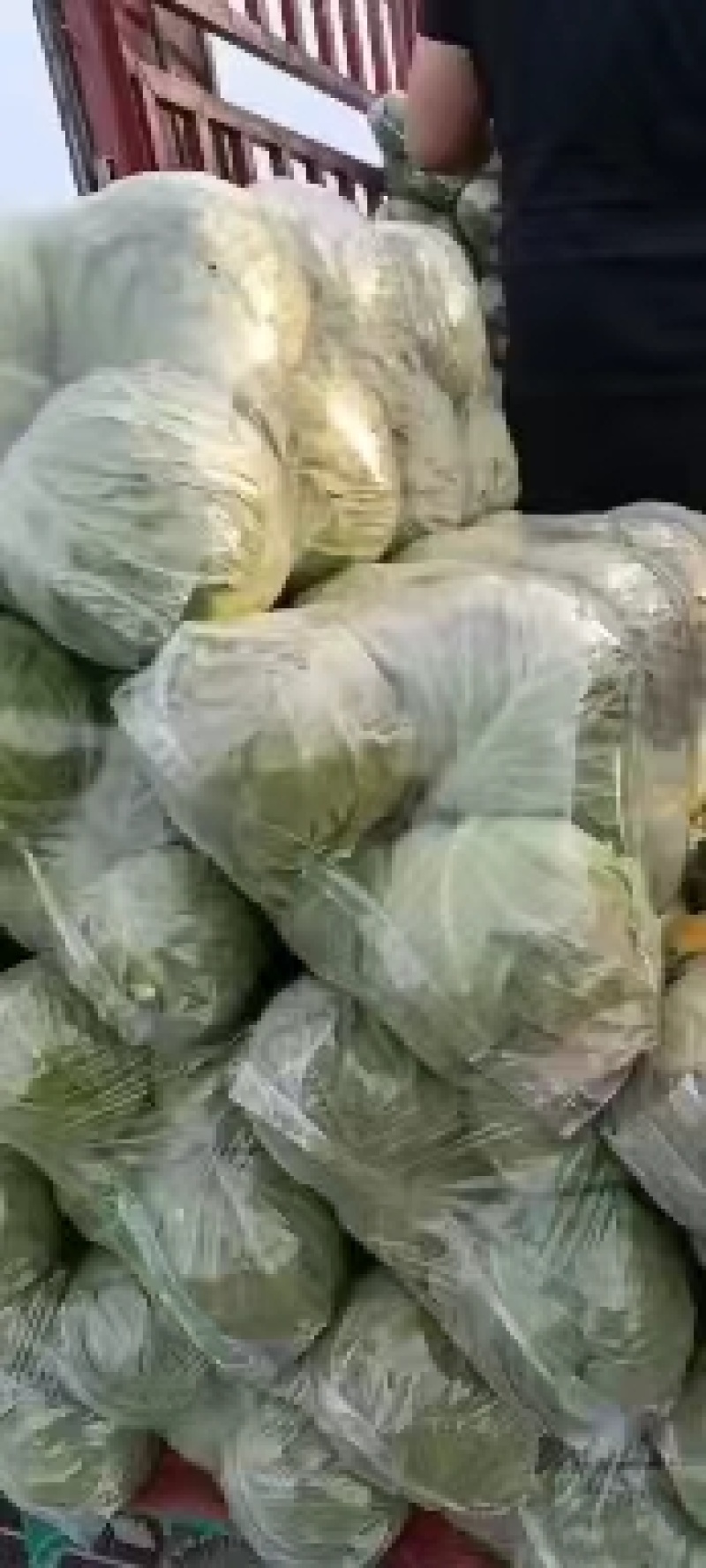 甘蓝河北甘蓝基地发货量大从优个头均匀2斤左右