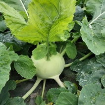 苤蓝四川德阳苤蓝疙瘩菜大头菜四川产地发货