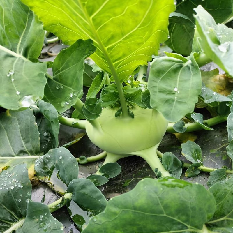 苤蓝四川德阳苤蓝疙瘩菜大头菜四川产地发货