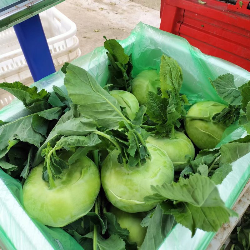 苤蓝四川德阳苤蓝疙瘩菜大头菜四川产地发货
