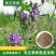 紫花苜蓿种子多年生四季牧草果园绿肥养殖均可羊牛猪鸡鸭鹅兔
