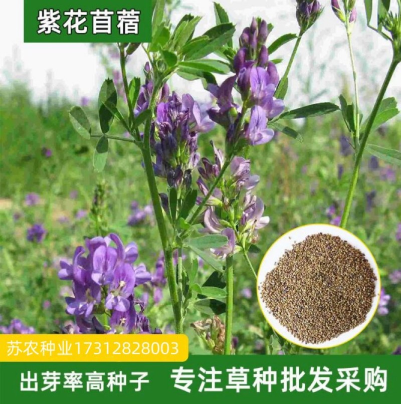 紫花苜蓿种子多年生四季牧草果园绿肥养殖均可羊牛猪鸡鸭鹅兔