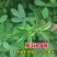 紫花苜蓿种子多年生四季牧草果园绿肥养殖均可羊牛猪鸡鸭鹅兔