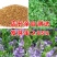 紫花苜蓿种子多年生四季牧草果园绿肥养殖均可羊牛猪鸡鸭鹅兔