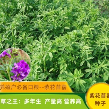 紫花苜蓿种子多年生四季牧草果园绿肥养殖均可羊牛猪鸡鸭鹅兔
