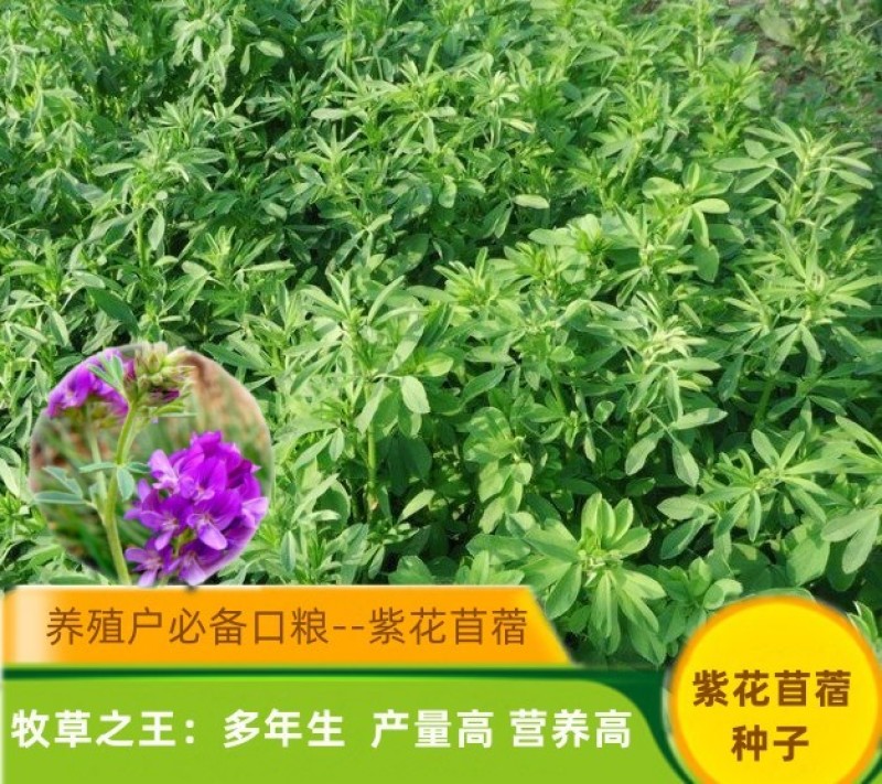紫花苜蓿种子多年生四季牧草果园绿肥养殖均可羊牛猪鸡鸭鹅兔