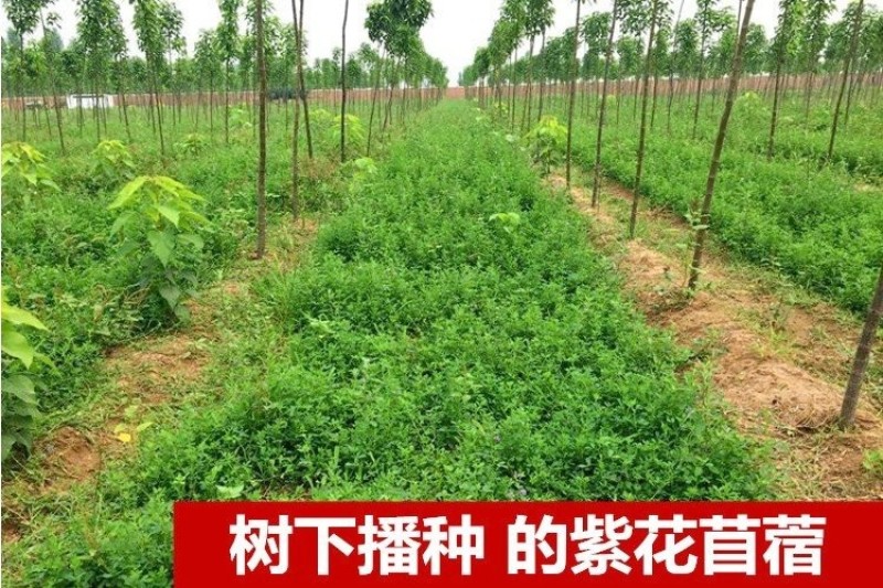 紫花苜蓿种子多年生四季牧草果园绿肥养殖均可羊牛猪鸡鸭鹅兔