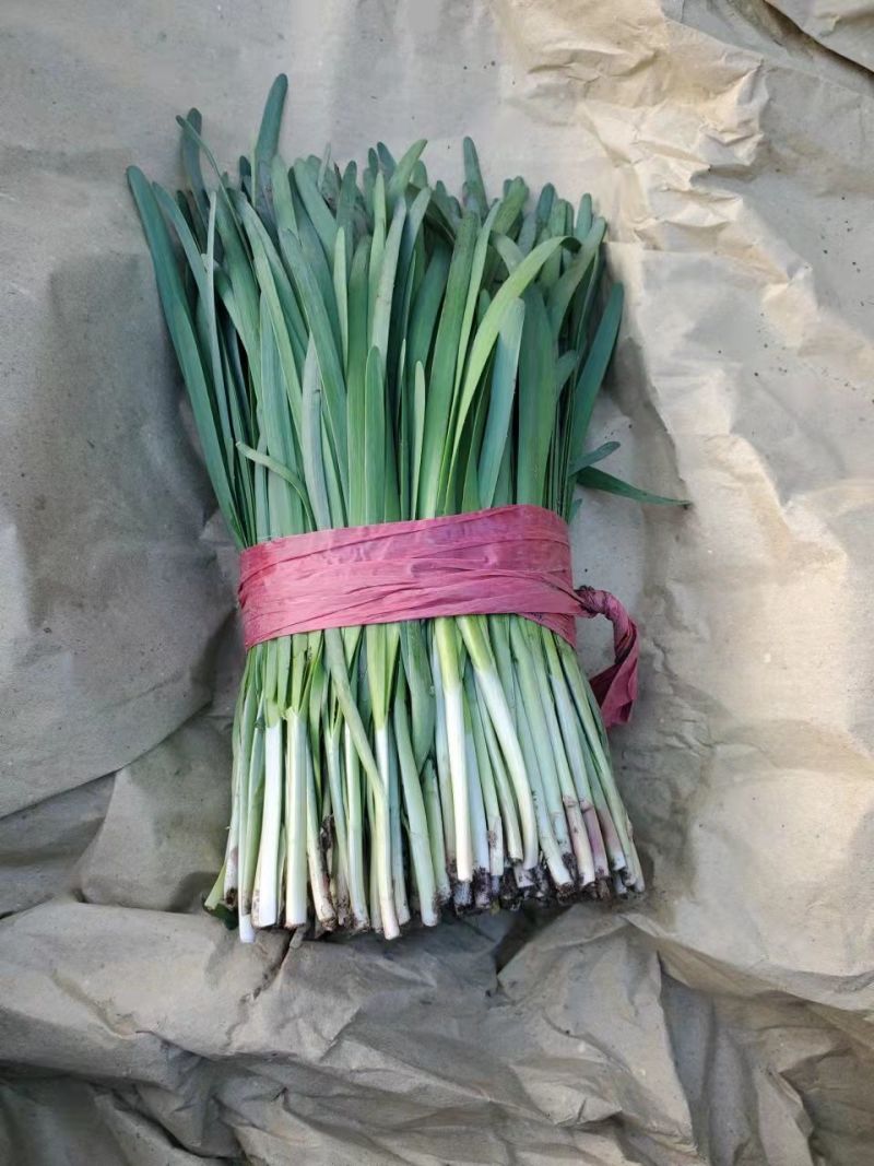【精品】头茬小叶韭菜基地直供保证质量新鲜现割诚信经营