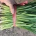 【精品】头茬小叶韭菜基地直供保证质量新鲜现割诚信经营
