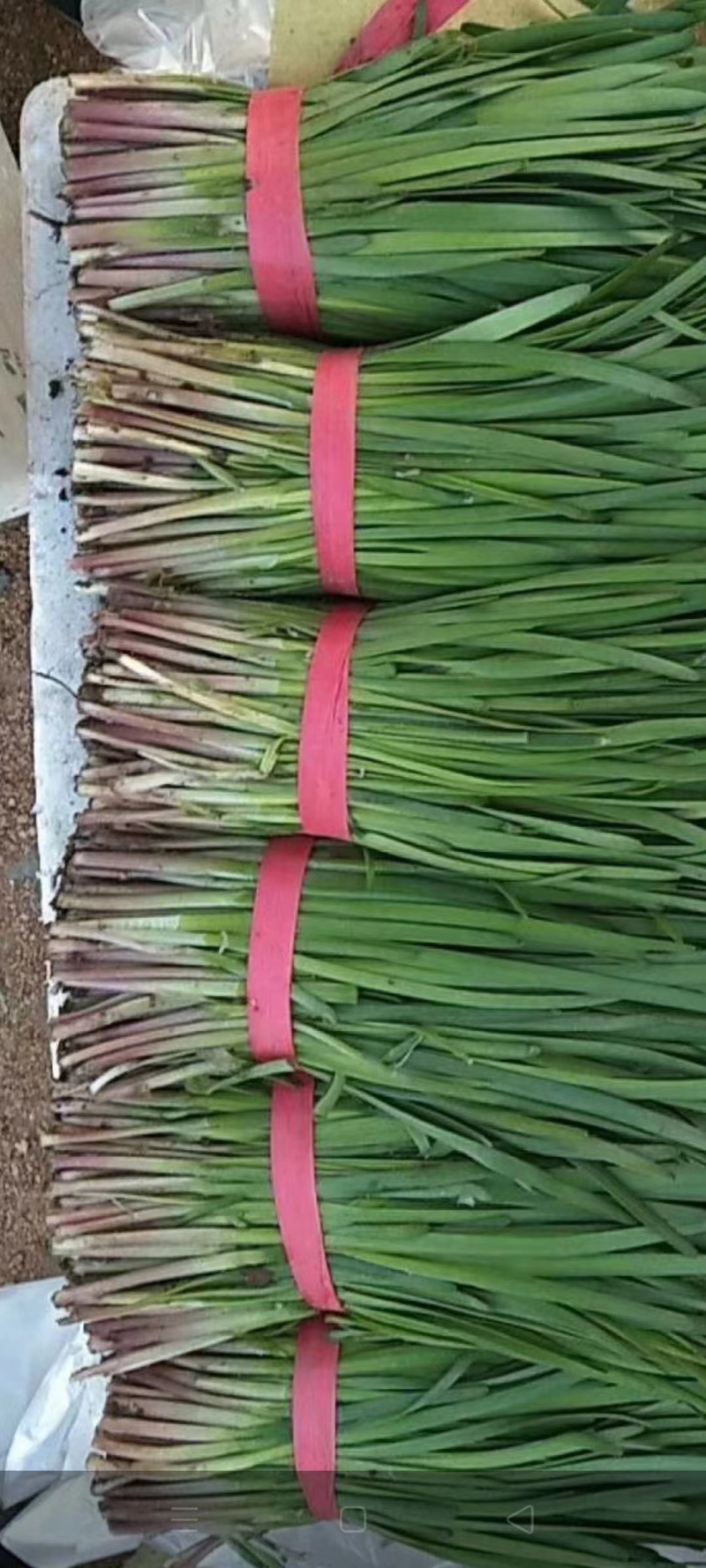 【精品】头茬小叶韭菜基地直供保证质量新鲜现割诚信经营