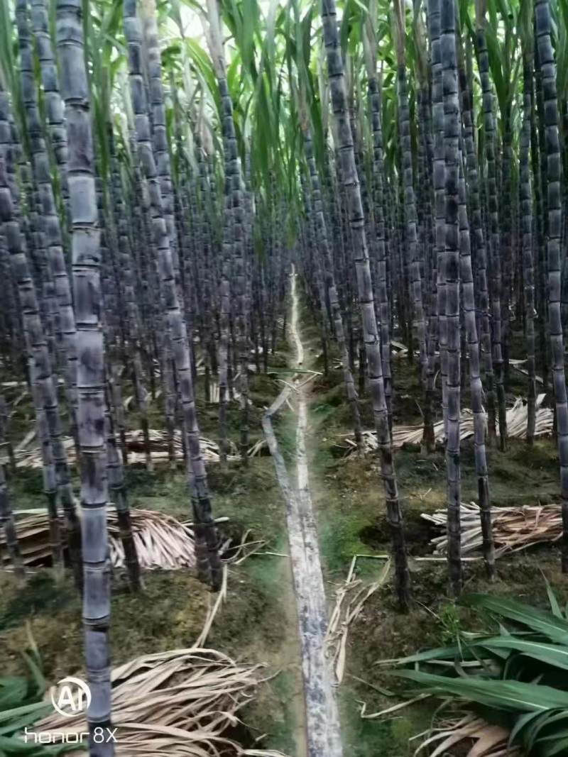 黑皮甘蔗一手货源，量大从优，可视频看货，欢迎电话联系