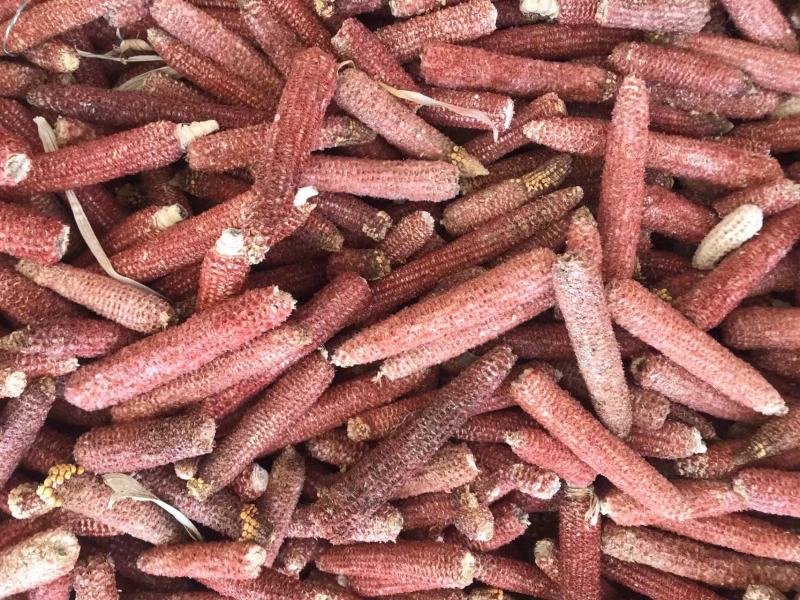 石林源刚农业现货供应玉米芯食用菌种植香包填充物垫料饲料