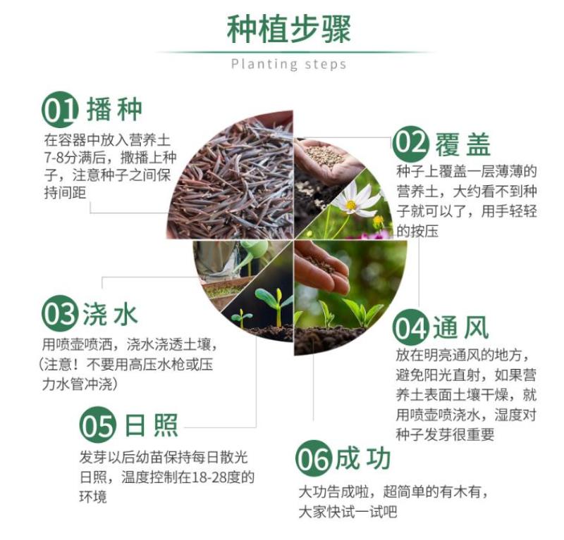 矮雪轮种子高雪伦美人草大蔓樱花四季播种阳台播种花种籽子