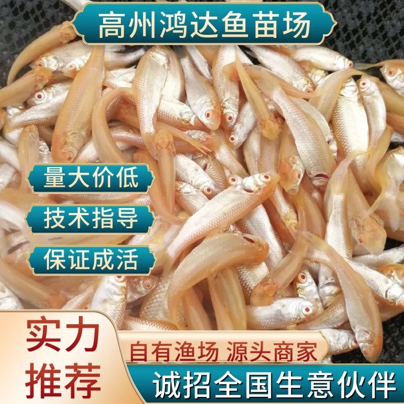 【推荐】金草鱼苗/金丝鱼苗/金大头/水花长江草鱼苗全国包邮