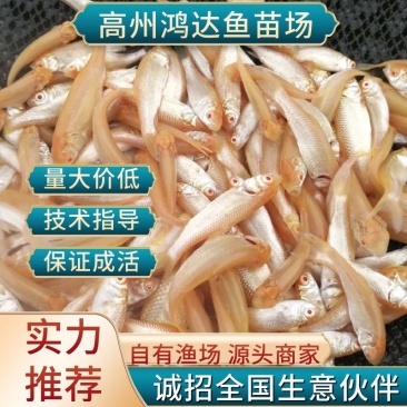 【推荐】红草鱼苗/金丝/俄罗斯自孵化鱼苗水花优质鱼苗量大从优