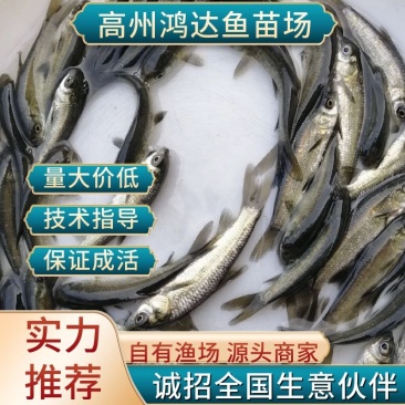 【推荐】青鱼苗/黑鲩鱼苗/自孵水花超低价全国包邮