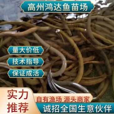 【推荐】正大9号黄鳝苗/人工养殖抗病毒强超低全国包邮