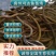 【推荐】正大9号黄鳝苗/人工养殖抗病毒强超低全国包邮