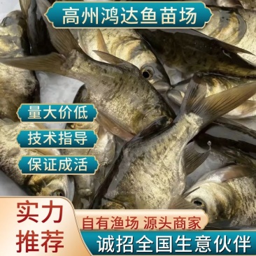 【推荐】大头鱼苗花鲢苗白鲢各种淡水鱼苗超低价全国包邮