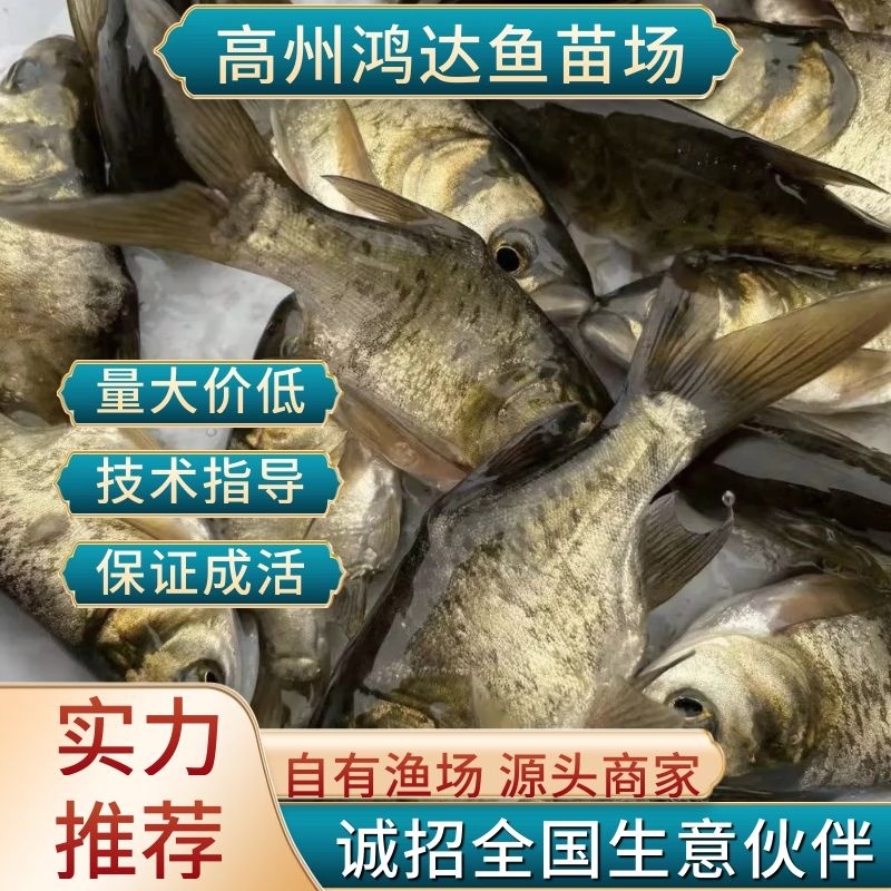 【推荐】大头鱼苗花鲢苗白鲢各种淡水鱼苗超低价全国包邮