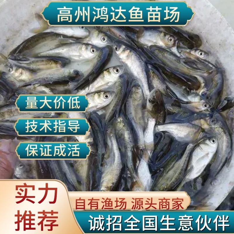 【推荐】鳊魚白鲢鱼苗花鲢鳙鱼边鱼苗各种淡水鱼苗全国包邮